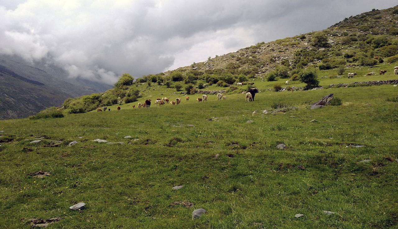 Refugio Alpujarra Alta Bed & Breakfast เตรเวเลซ ภายนอก รูปภาพ