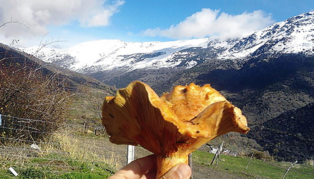 Refugio Alpujarra Alta Bed & Breakfast เตรเวเลซ ห้อง รูปภาพ