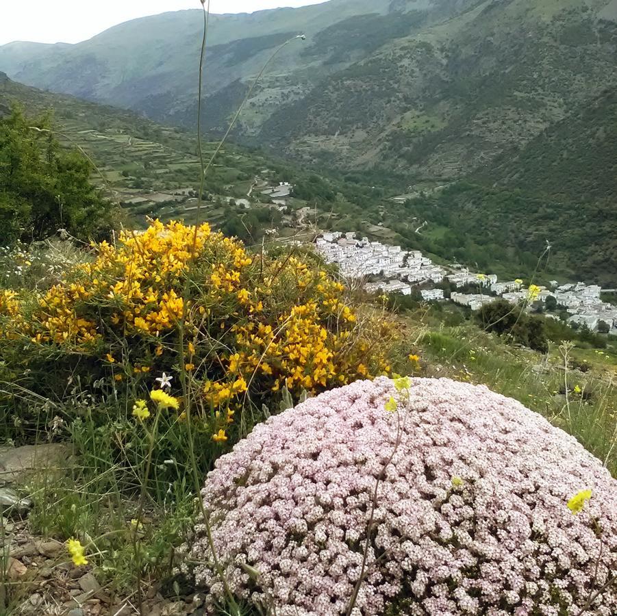 Refugio Alpujarra Alta Bed & Breakfast เตรเวเลซ ภายนอก รูปภาพ
