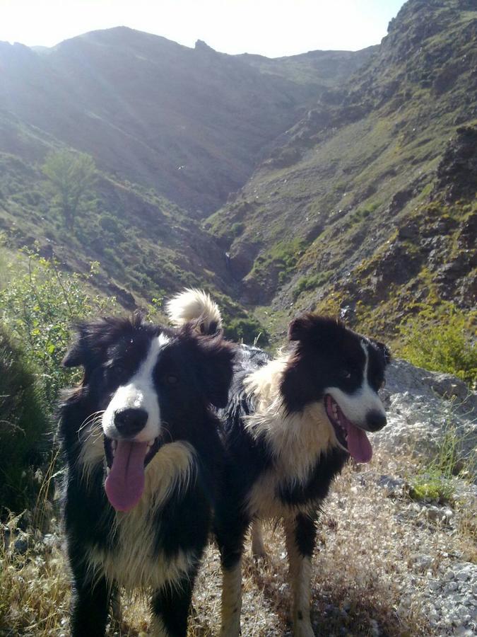 Refugio Alpujarra Alta Bed & Breakfast เตรเวเลซ ภายนอก รูปภาพ